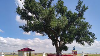 A lonely poplar with a cascade of springs is a natural monument of Kalmykia