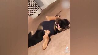 Try Not To Laugh Dogs And Cats ???? - Best Funniest Animals Video 2024