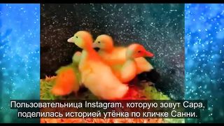 Никто не хотел брать бракованного Утёнка! Смотрите каким он стал спустя время.