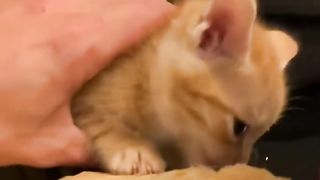 Cats get up to mischief.