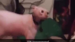 Funny Pets | 2024 - Funny Dogs And Funny Cats Videos