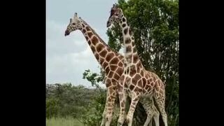 Giraffes Fighting in OI Pajeta