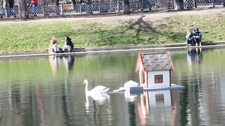 Swans on Patriarch's Ponds in Moscow