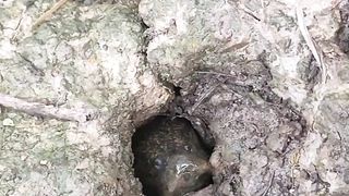 Feed Eel for Free, Reluctant to Be Fishing