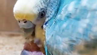 Cute parrot baby