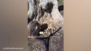 Animals Funny Things ???? Best of Video 2024
