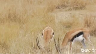 Leopard is an animal that hunts intelligently