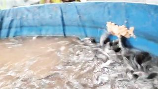 Pakan alternatif untuk ikan lele pengganti pakan pabrikan