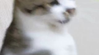 # funny Cat shorts # viral # comedy shorts. # animals shorts , # comedy  clips