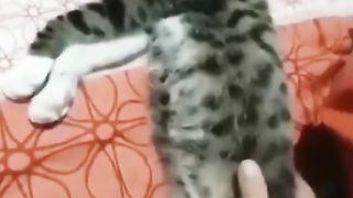 Funny animals cat's