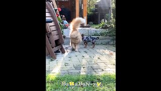 funny #fun #fails ???? This is my territory! ???? Compilation of funny cats and dogs for a good mood! ????