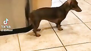 Montei uma banda com meu cachorro