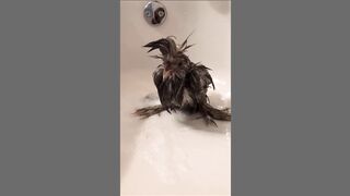 Cute Dog (Tiktok)
