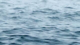 A Big Whale