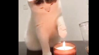 Funny cat playing with a candle light