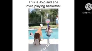 Funny dog playing basketball ???? ????