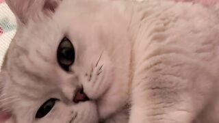 Lovely caring cat