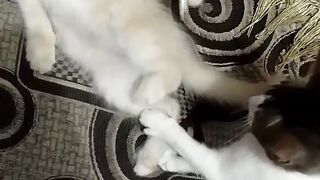 Cute cat, kitten