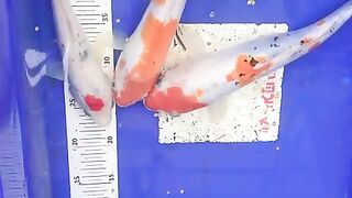 Fish is a type of organism which all or part of its life cycle is in the aquatic environment