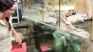 Feeding alligators