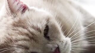 CUTEST ANIMALS YOU WILL SEE TODAY