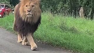 Lion parading in the street
