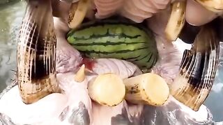 Hipopotamo comendo melancia