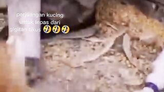Lucu bikin ngakak kucing digigit tikus ????????????