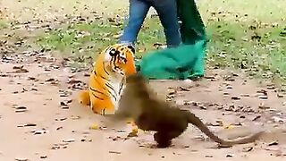 Animais Engraçados