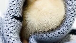 Animais Engraçados