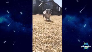 When Cats and Dogs Get Uptight