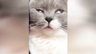 Funny Animals  Very Cute
