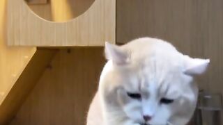 kucing bikin gemes