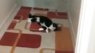 Funny Dogs and Cats - Funny Animals