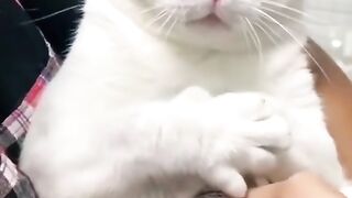 that maguinifico cat
