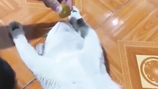 Funny Cats and Dogs - Funny Animal Videos 4