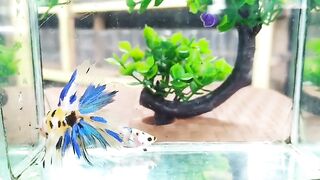 Pair Halfmoon Yellow Koi 1