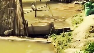 Tehnik jitu panen ikan liar