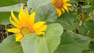 The beauty of a sunflower