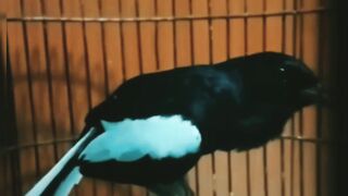 Sound of bird