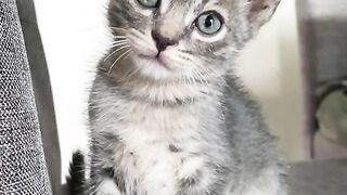 Gato selvagem