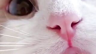 funny video.