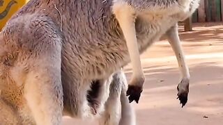 kangaroo cub having problems