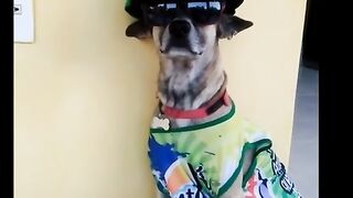 Stylish Dogs