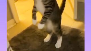 Funny cats