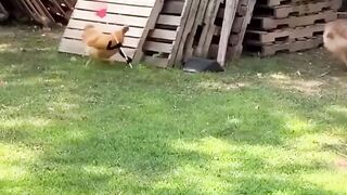 FUNNYANIMALS
