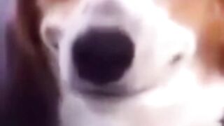 The Funniest Animals On The Internet
