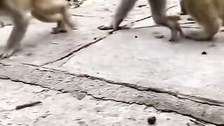 Macaco