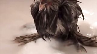 Cachorro engraçado