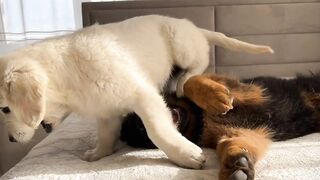 Golden Retriever Puppy vs German Shepherd Puppy [Try not to laugh]